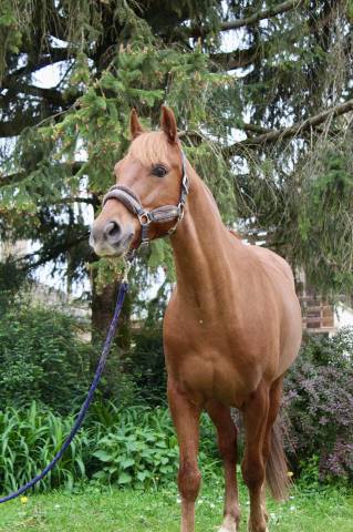 Poney de sport Hongre Welsh de 6ans