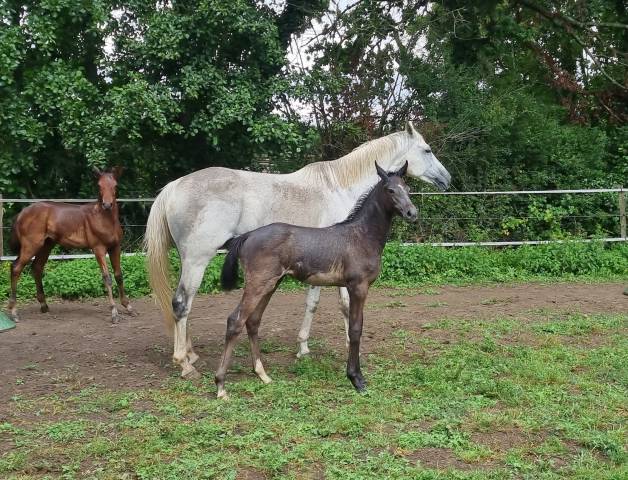 foal femelle par Conthargos