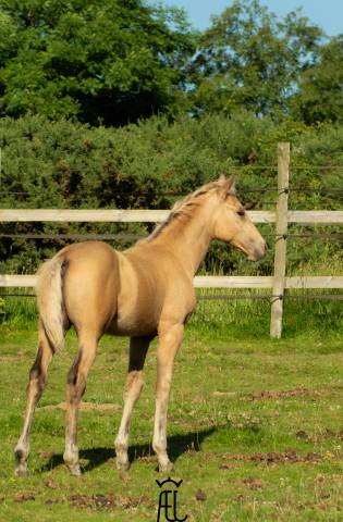 Poulain Isabelle Silver - Onorui Del Ael - MorganXPSL