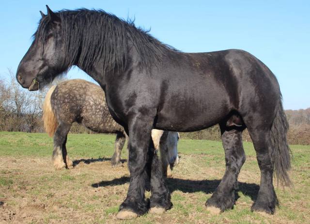 Héros de l'Odringhien - Etalon percheron noir approuvé 