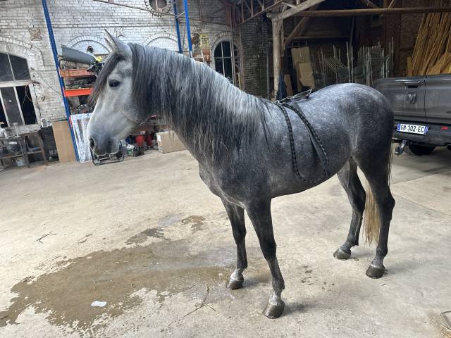 Cheval entier de 4 ans a vendre