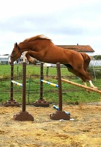 Foal origines cso csi casallo / nabab de reve