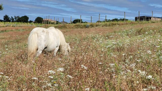 Shetland 