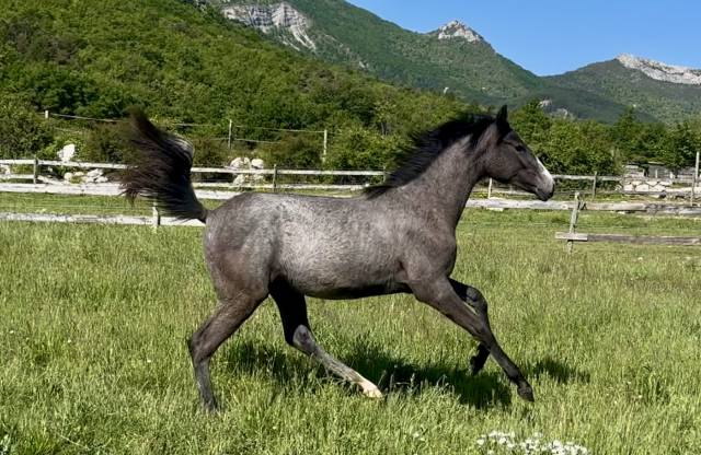 Top pouliche dressage cheval de dressage francais