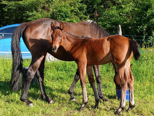 foal mâle bai zain par Quality Touch et une mère PS