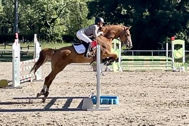 Jument Selle Français 5 ans par ANDIAMO SEMILLY