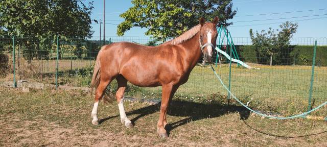 Poney D loisirs ou compétition OC (WTC x DRPON)