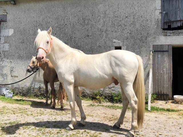 Cheval de rando crême