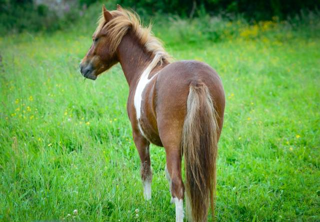 Poney Pie  croisé shetland pp