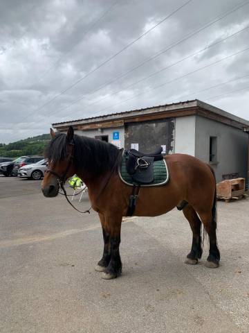 Cheval comtois de 8 ans 