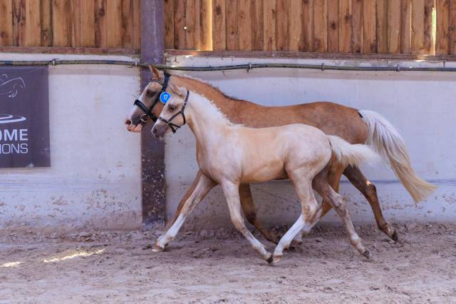 Foal SBS poney