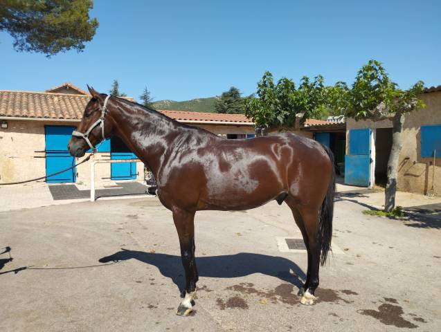 7 ans polyvalent 