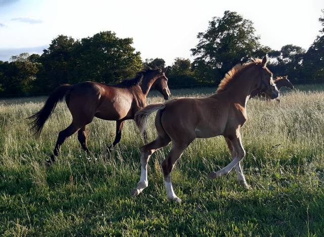 TOP POULAIN MALE 2024 par ZIROCCO BLUE x TOP Souche mat