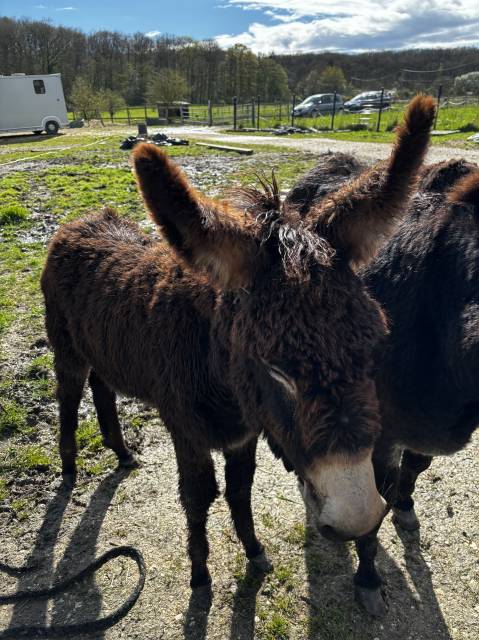 À vendre âne câlin, gentil 