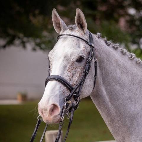 Bride de dressage vernie - Collection week - Jump in