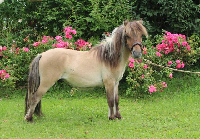 Poulain mini shetland PP