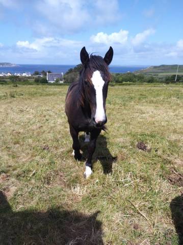 A vendre hongre trait breton noir 2 ans