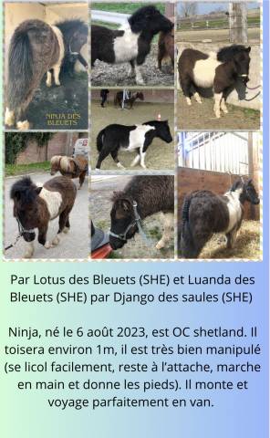 Poulains/Pouliche shetlands 6mois/1ans PP/OC