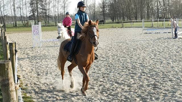 Poney de sport CSO à vendre 