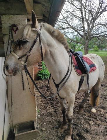 Entier demi-sang appaloosa 8ans