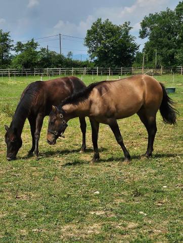 Jeune quarter Horse