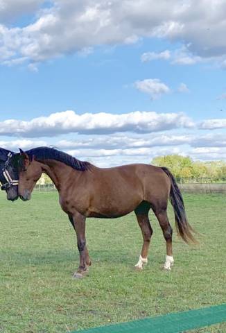 Poulinière Belge warmblood