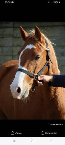 Poney Hors Cotes pour CSO