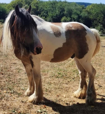 Hongre Irish Cob