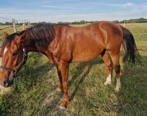 à vendre cheval arabe hongre