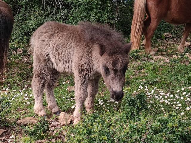 PONEY SHETLAND