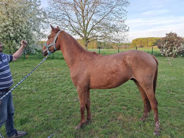 Poney D connemara par bred