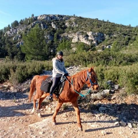 Trotteur français - super cheval de randonnée