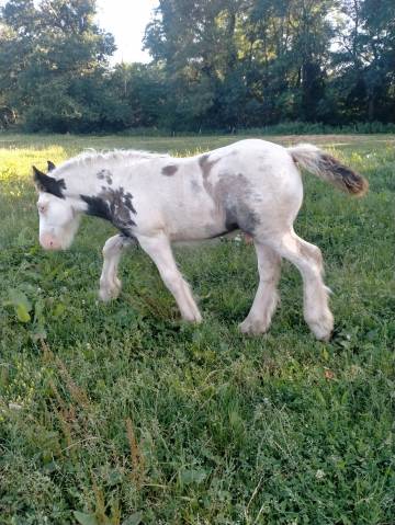 O'NEIL poulain irish-cob plein papier