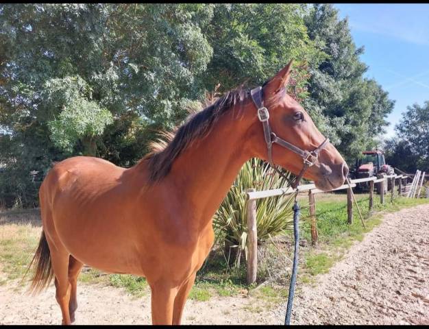 Selle Français 2 ans par Cooper VDH