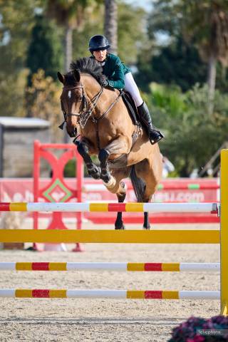 Cheval à vendre ou à louer 