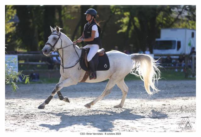 Poney de sport PFS / Arabe