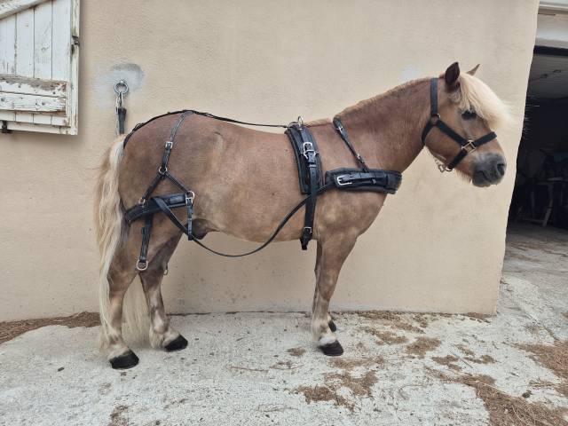 PONEYS STHELAND PAIRE ( 2 )