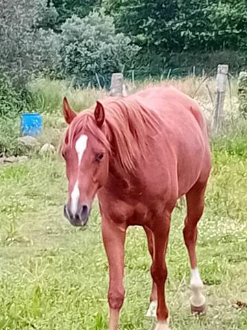 Cheval Arabe de 4 ans, couleur alezan