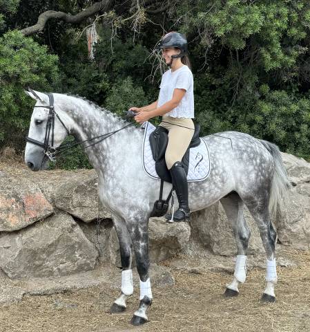 Merci Hector - Cheval de dressage Kwpn 