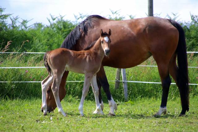 Poulain welsh part bred