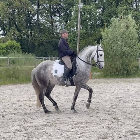 Maitre d'école, amateur friendly, PSL