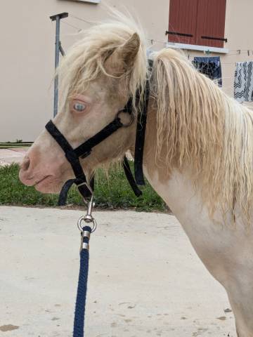 Male Shetland 