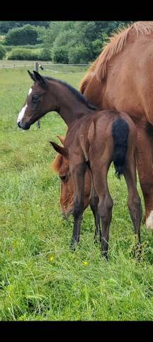 Magnifique Foal par Untouchable M 