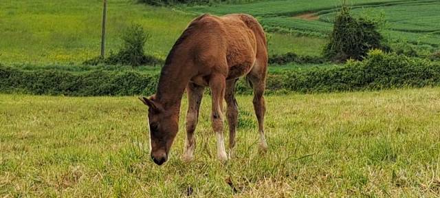 Superbe Foal par Armani van OverisZ 