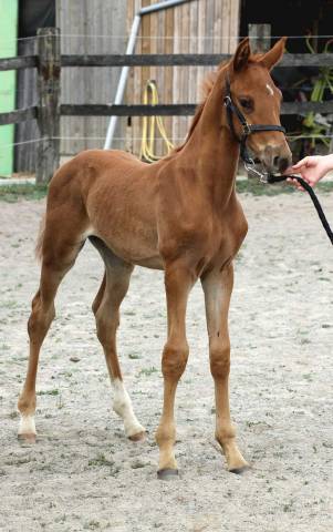 Superbe foals par Atome des Etisses 