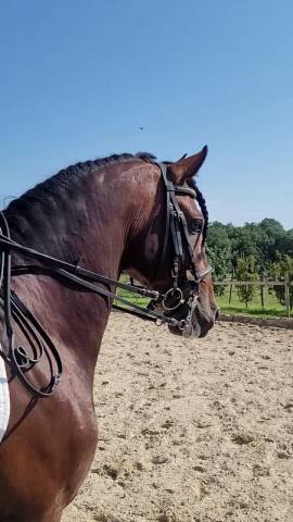 Magnifique 6 ans PRE entier à vendre