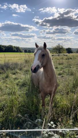 Poney D 140cm - 3 ans - par goldwyn d’embets PFS