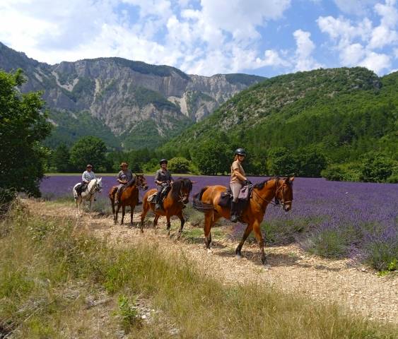 Balades et randonnées à cheval - tous niveaux en petits