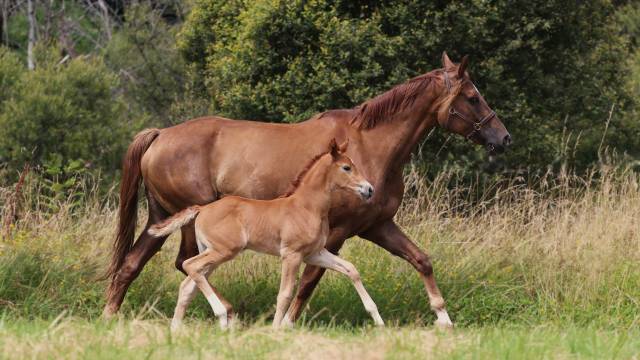 KWPN - pouliche - dressage