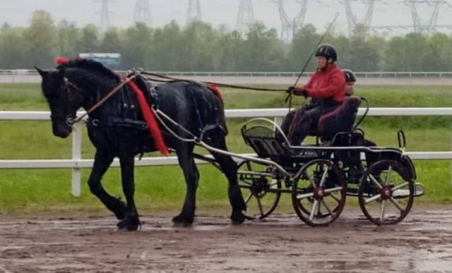 Cheval de trait Percheron 